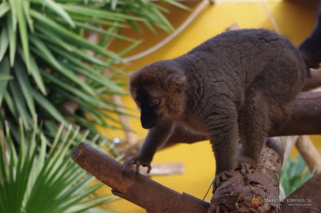 Monkey park ehk ahvipark Tenerifel