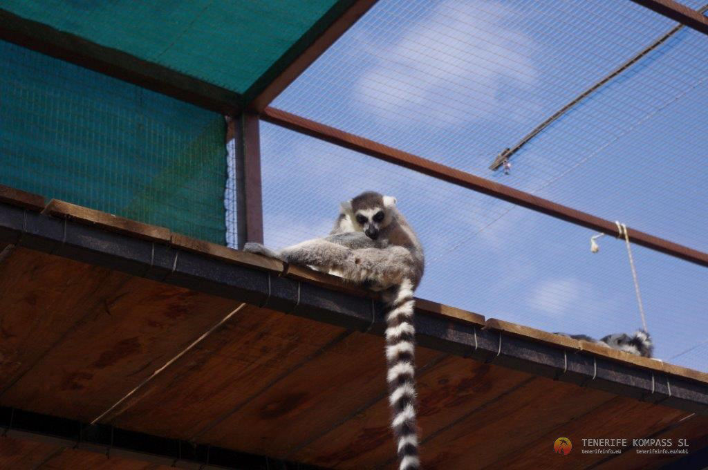 Monkey park ehk ahvipark Tenerifel