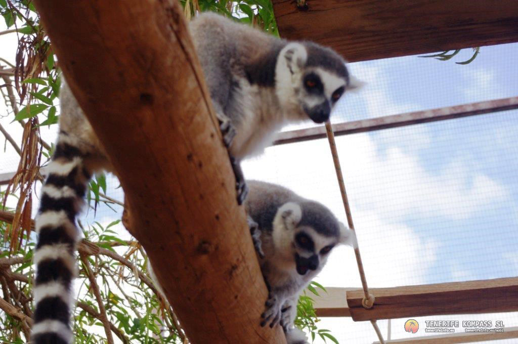 Monkey park ehk ahvipark Tenerifel