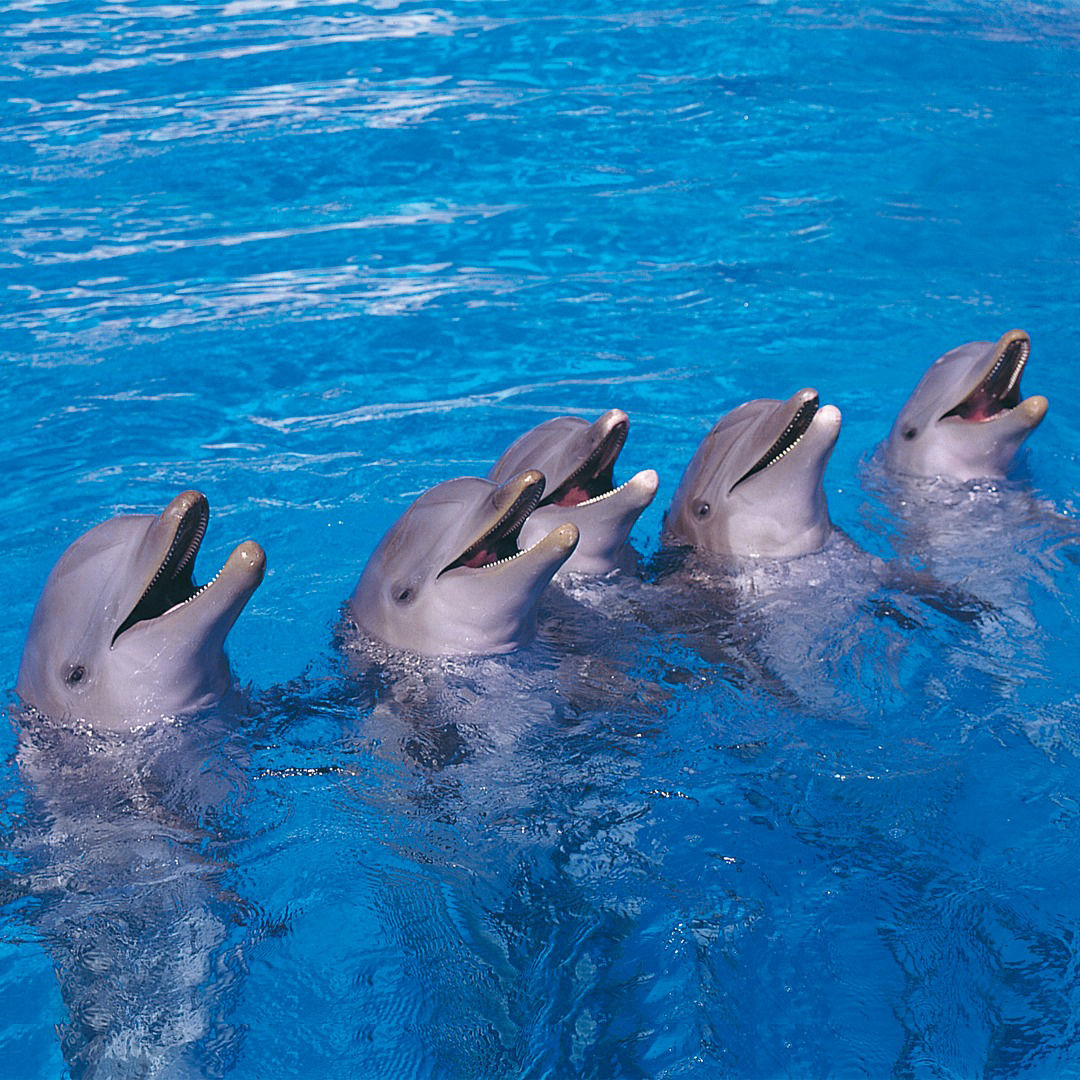 Aqualand delfiinid | Piletid Tenerife Kompassist