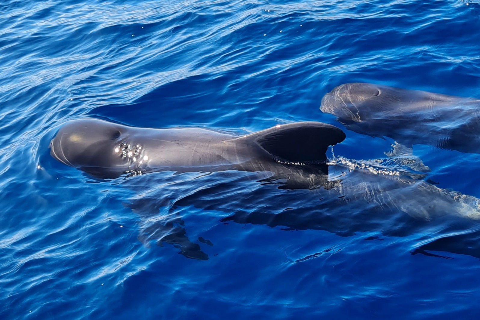 vaalad, delfiinid, merikilpkonnad, purjetamine Tenerifel