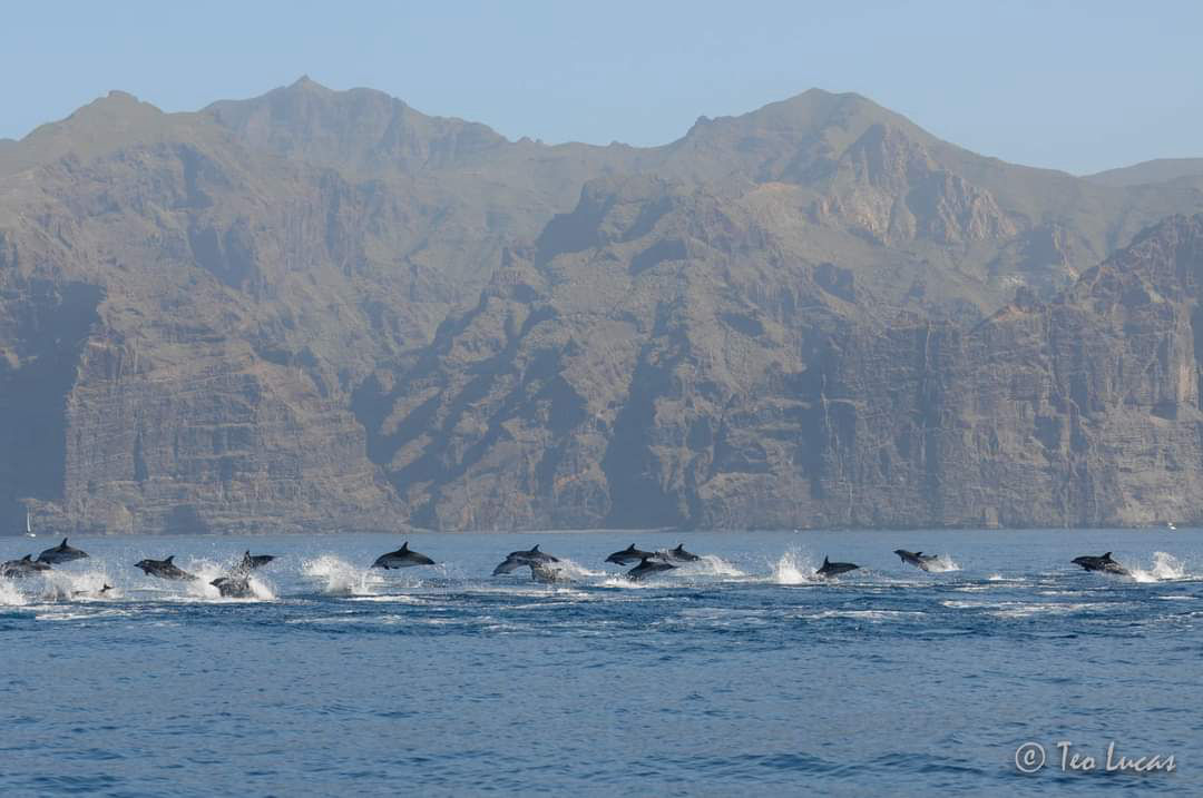 vaalad, delfiinid, merikilpkonnad, purjetamine Tenerifel
