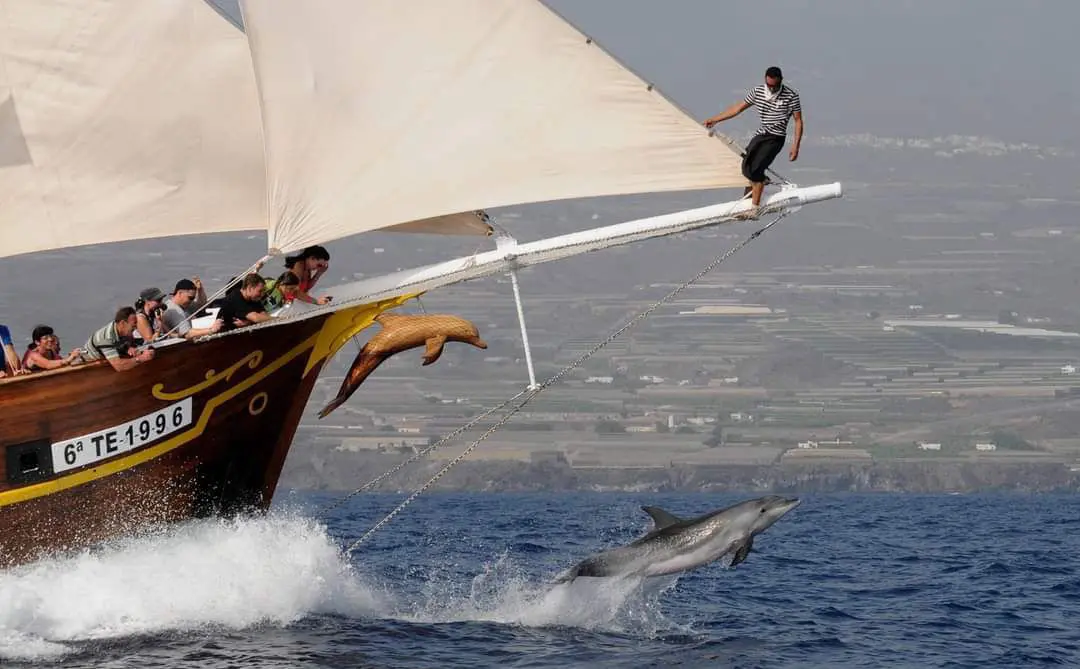 Vaalad ja delfiinid, lõbusõidud ookeanil Tenerifel