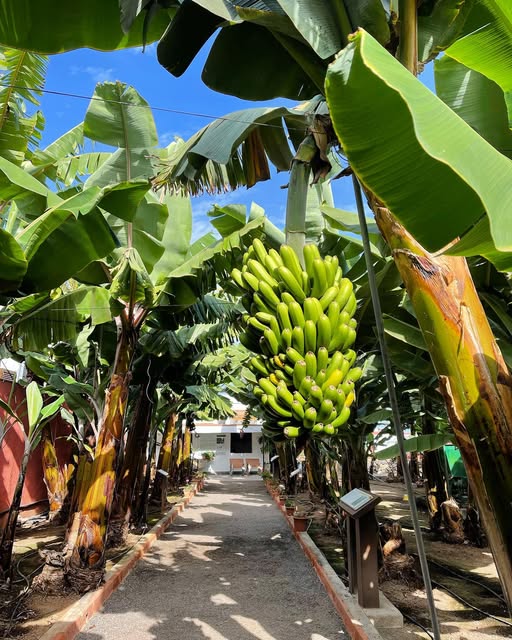 Tenerife saaretuur - Banaanimaja Tenerifel