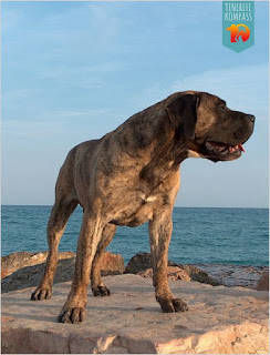 Tenerife blogi | Koerasaared ja Kanaari koerad