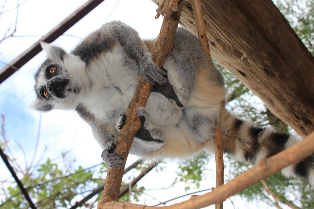 Monkey park ehk ahvipark Tenerifel