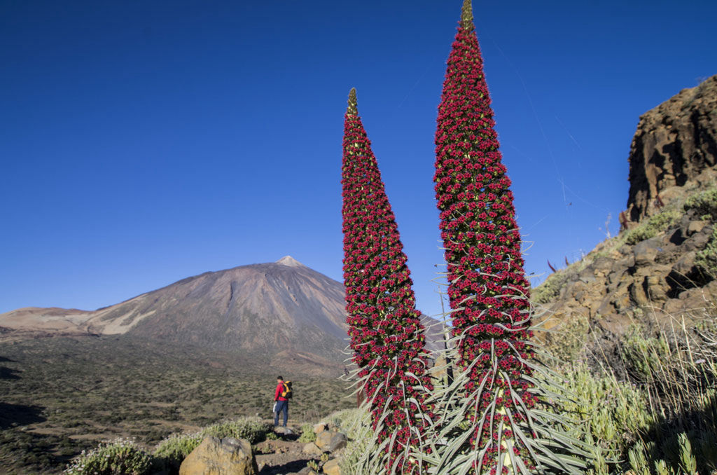 Tenerife vaatamisväärsused
