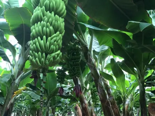 Tenerife banaanid ehk platanod. 