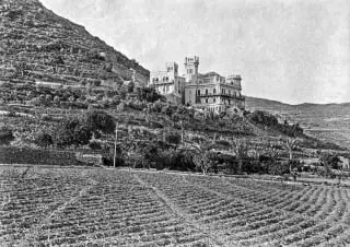 Tenerife banaanid ehk platanod. 