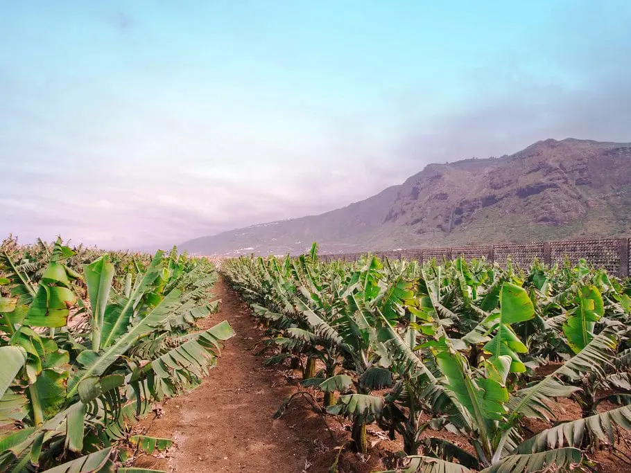 Tenerife banaanid ehk platanod. 