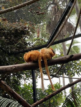 Tenerife Siam, Loro, Monkey park, delfiinid, vaalad