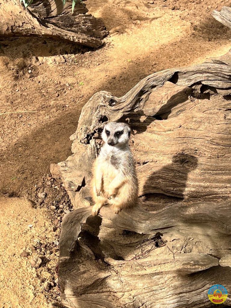 Tenerife Siam, Loro, Monkey park, delfiinid, vaalad