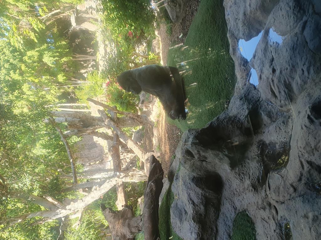 Tenerife Siam, Loro, Monkey park, delfiinid, vaalad