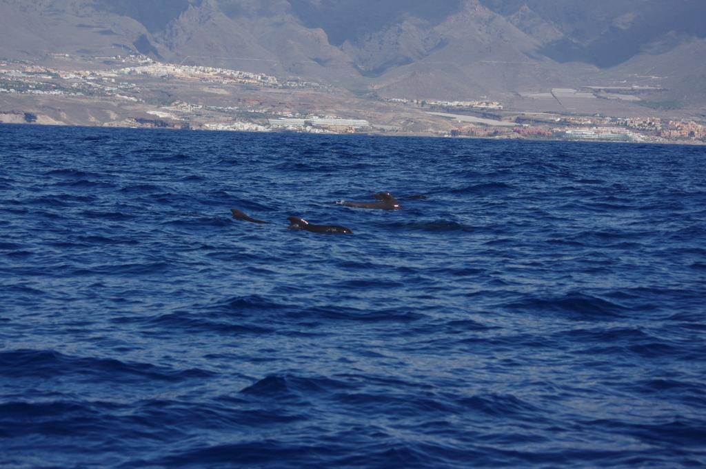 Tenerife Siam, Loro, Monkey park, delfiinid, vaalad