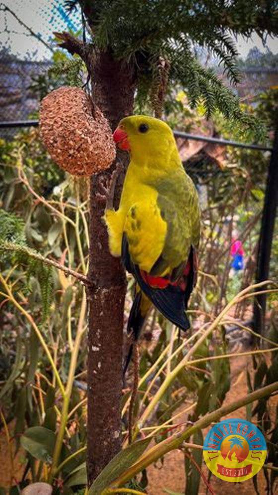 Tenerife Siam, Loro, Monkey park, delfiinid, vaalad