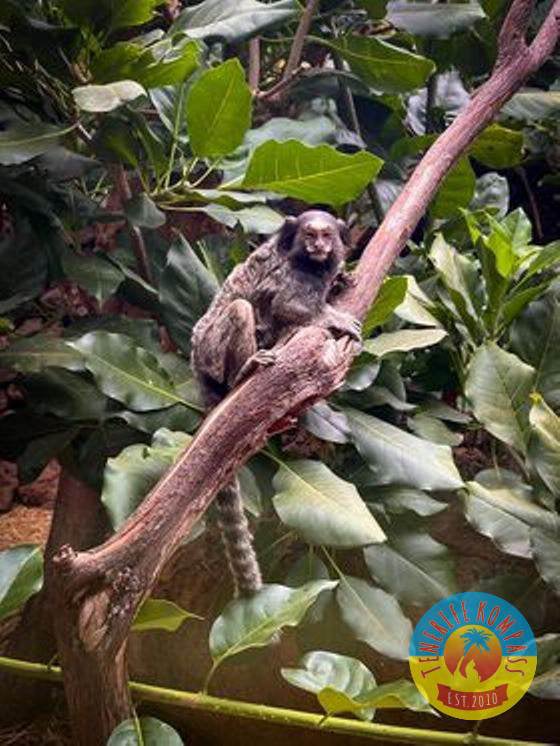 Tenerife Siam, Loro, Monkey park, delfiinid, vaalad