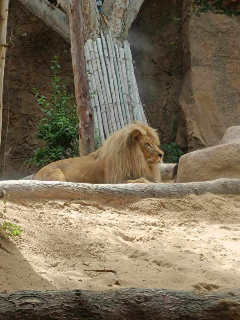 Tenerife Siam, Loro, Monkey park, delfiinid, vaalad