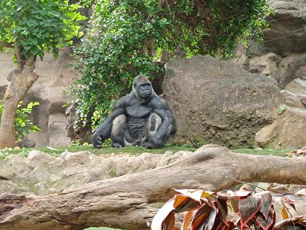 Tenerife Siam, Loro, Monkey park, delfiinid, vaalad