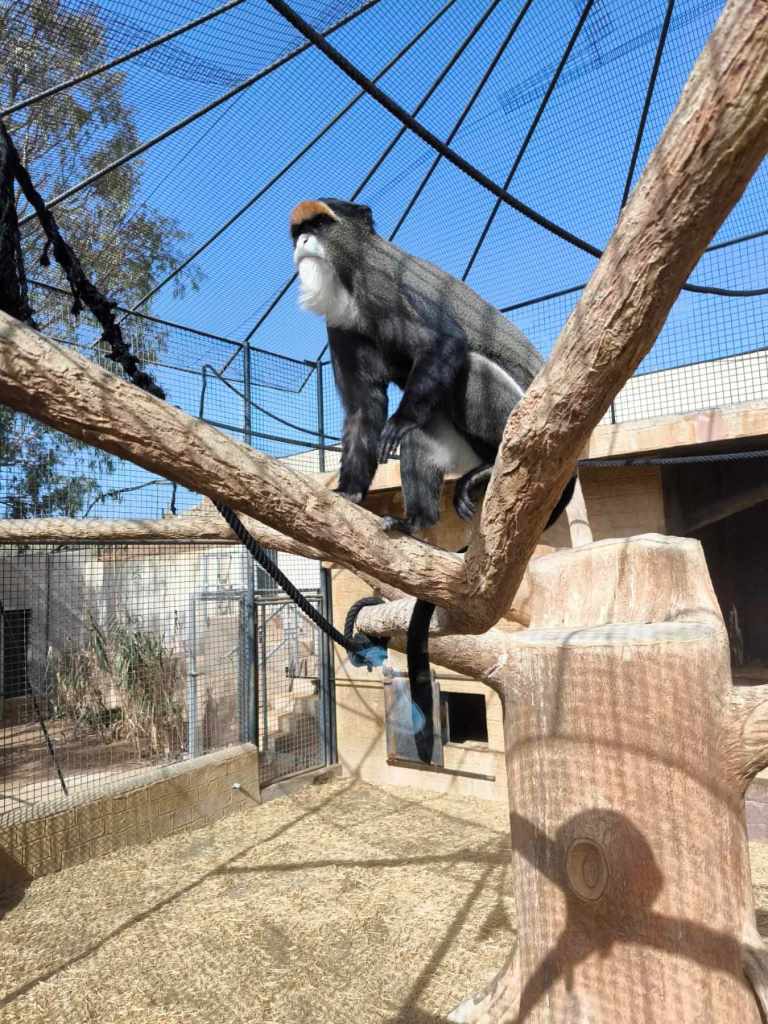 Tenerife Siam, Loro, Monkey park, delfiinid, vaalad