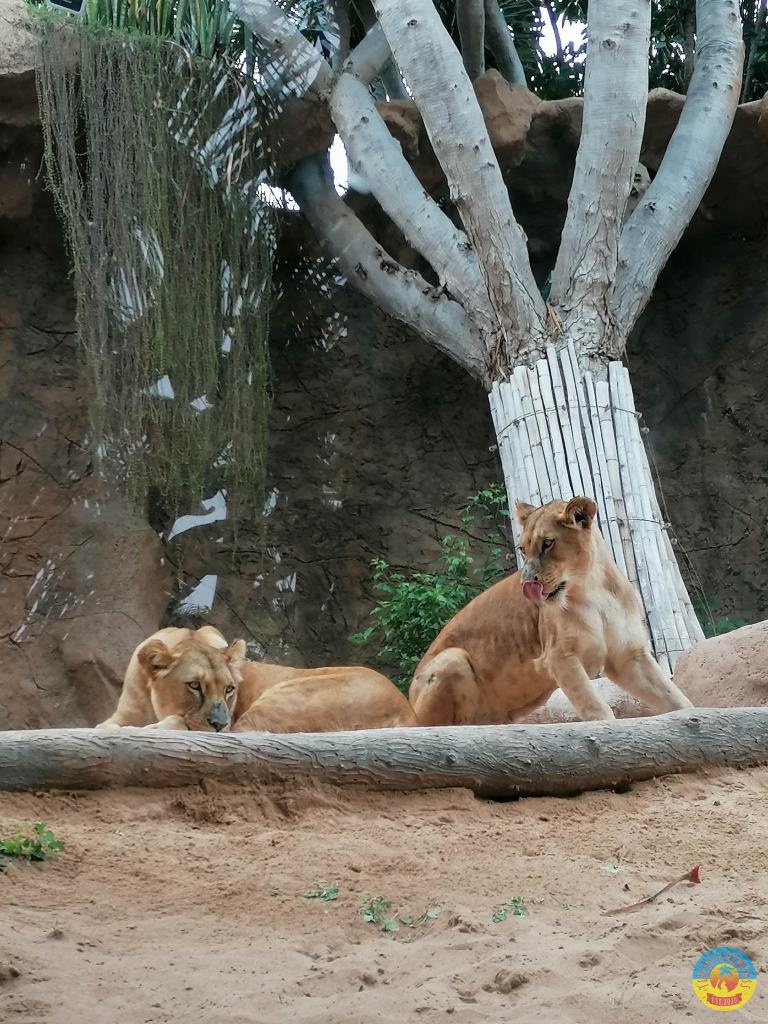 Tenerife Siam, Loro, Monkey park, delfiinid, vaalad