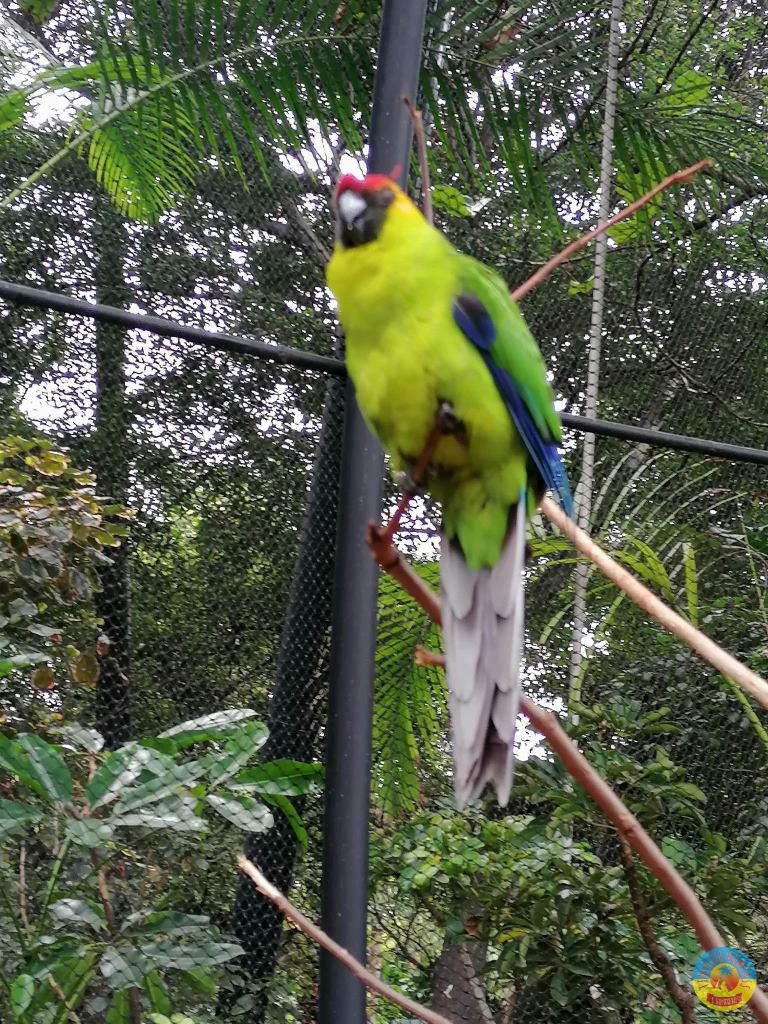 Tenerife Siam, Loro, Monkey park, delfiinid, vaalad