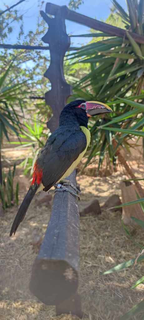 Tenerife Siam, Loro, Monkey park, delfiinid, vaalad