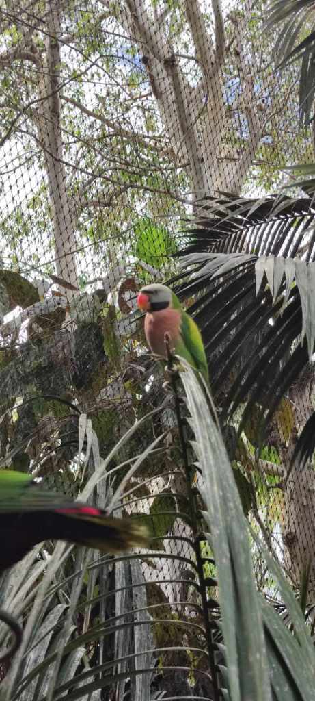 Tenerife Siam, Loro, Monkey park, delfiinid, vaalad