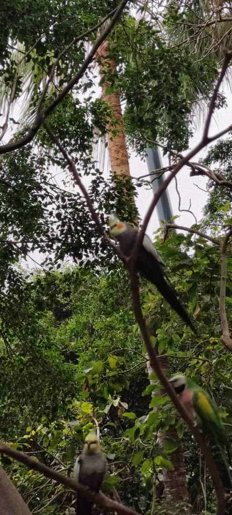 Tenerife Siam, Loro, Monkey park, delfiinid, vaalad