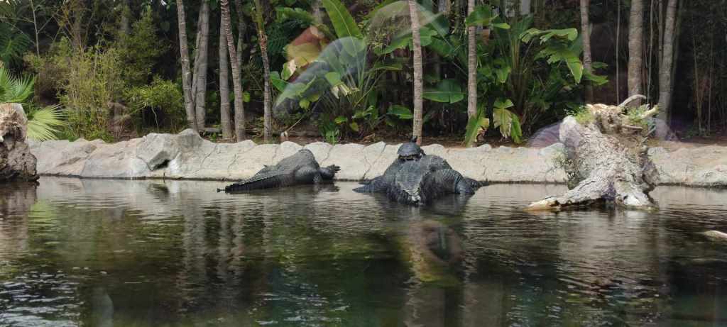 Tenerife Siam, Loro, Monkey park, delfiinid, vaalad