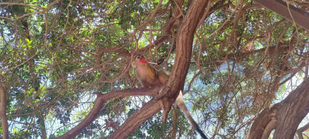 Tenerife Siam, Loro, Monkey park, delfiinid, vaalad