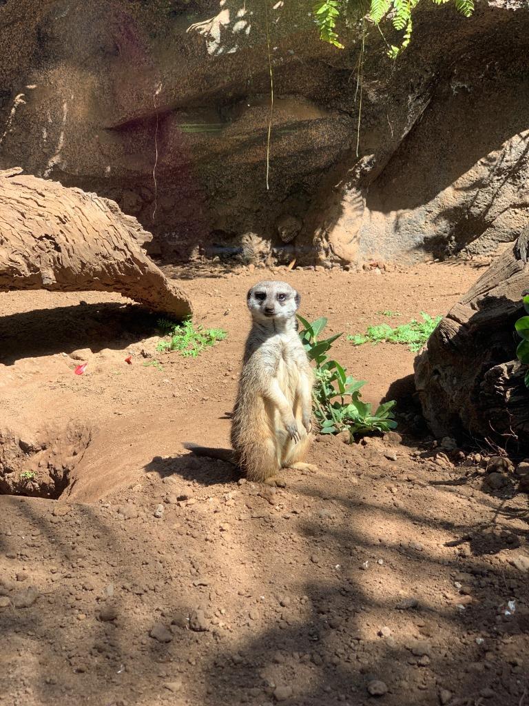 Tenerife Siam, Loro, Monkey park, delfiinid, vaalad