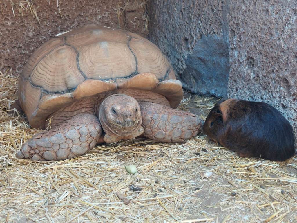 Tenerife Siam, Loro, Monkey park, delfiinid, vaalad