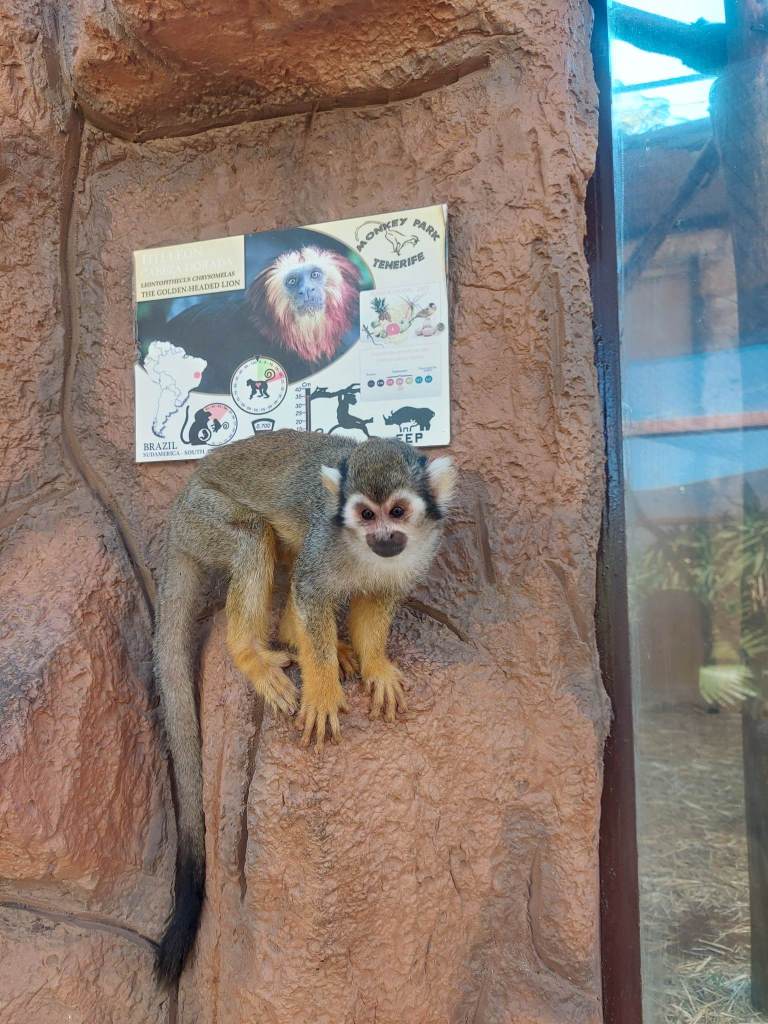 Tenerife Siam, Loro, Monkey park, delfiinid, vaalad