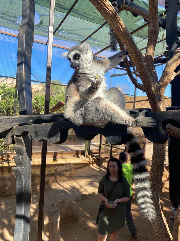 Tenerife Siam, Loro, Monkey park, delfiinid, vaalad