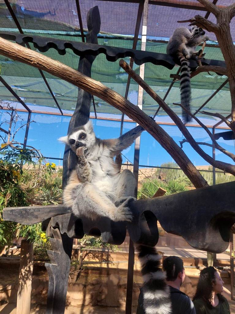 Tenerife Siam, Loro, Monkey park, delfiinid, vaalad