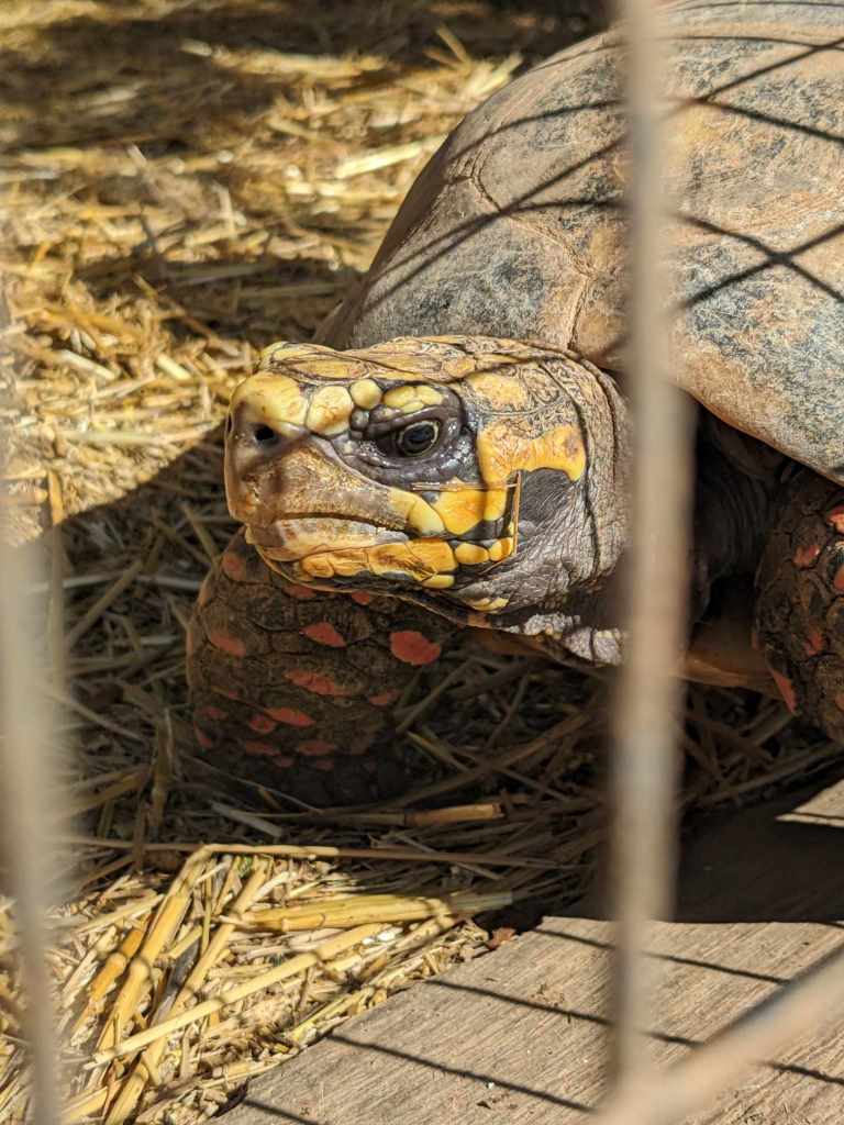 Tenerife Siam, Loro, Monkey park, delfiinid, vaalad