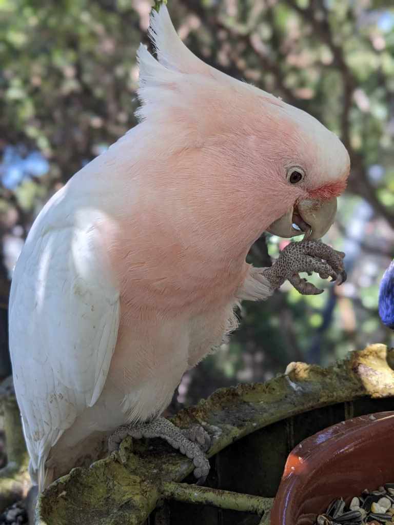 Tenerife Siam, Loro, Monkey park, delfiinid, vaalad