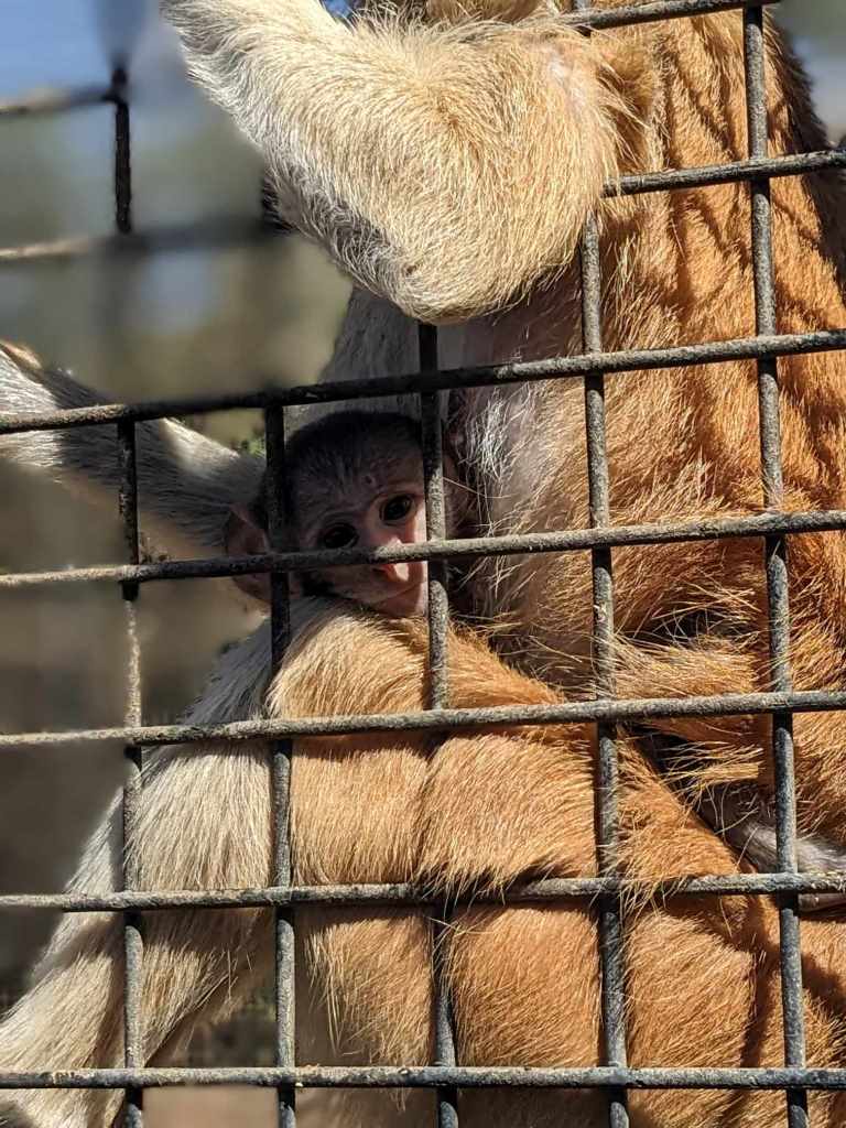 Tenerife Siam, Loro, Monkey park, delfiinid, vaalad