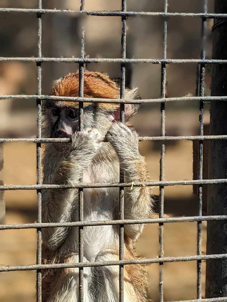 Tenerife Siam, Loro, Monkey park, delfiinid, vaalad