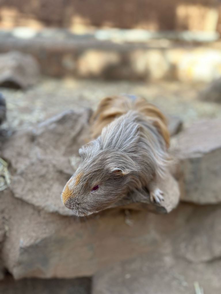 Tenerife Siam, Loro, Monkey park, delfiinid, vaalad