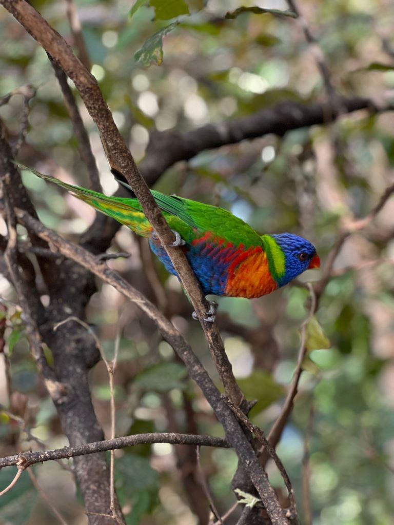 Tenerife Siam, Loro, Monkey park, delfiinid, vaalad