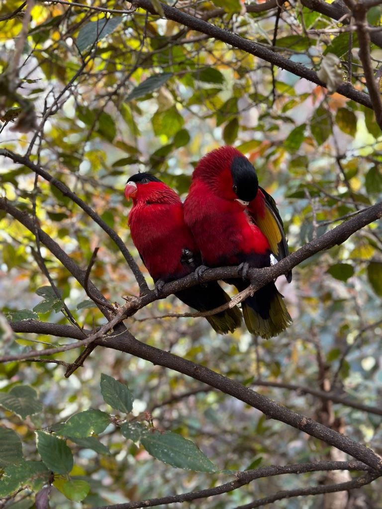 Tenerife Siam, Loro, Monkey park, delfiinid, vaalad