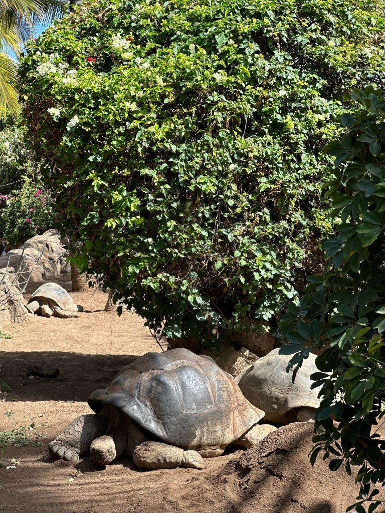 Tenerife Siam, Loro, Monkey park, delfiinid, vaalad