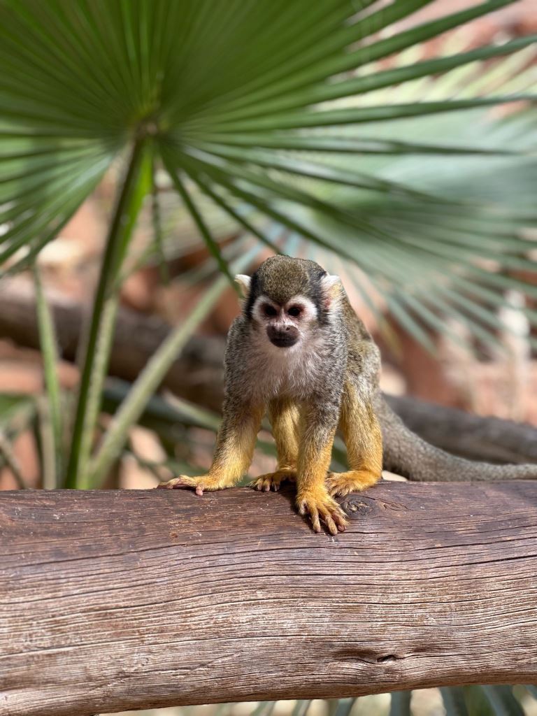 Tenerife Siam, Loro, Monkey park, delfiinid, vaalad