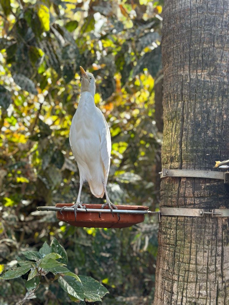 Tenerife Siam, Loro, Monkey park, delfiinid, vaalad