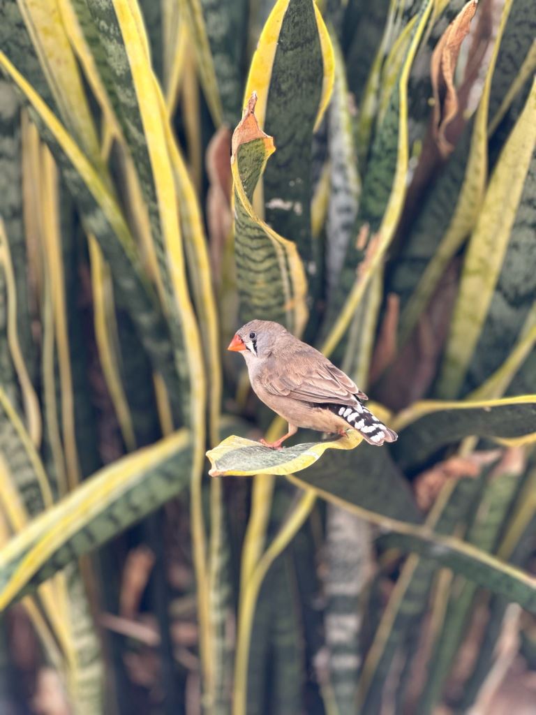 Tenerife Siam, Loro, Monkey park, delfiinid, vaalad