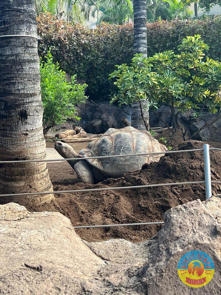 Tenerife Siam, Loro, Monkey park, delfiinid, vaalad