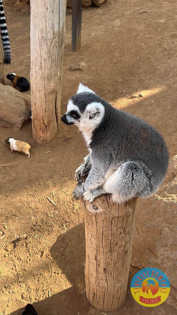 Tenerife Siam, Loro, Monkey park, delfiinid, vaalad