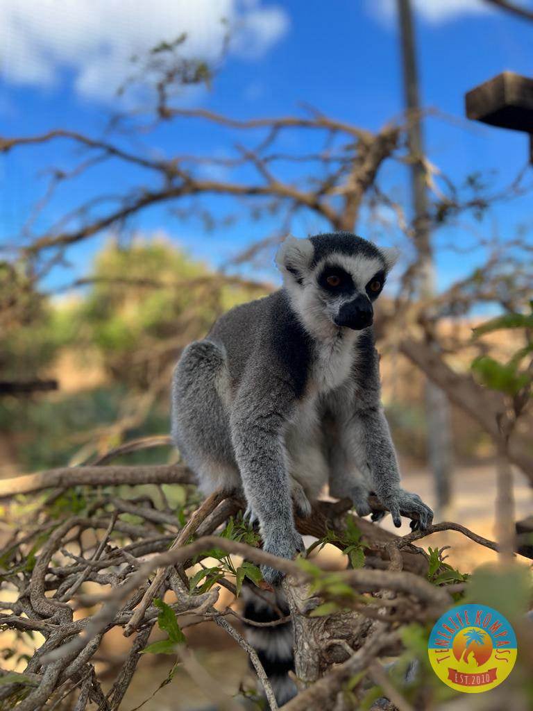 Tenerife Siam, Loro, Monkey park, delfiinid, vaalad