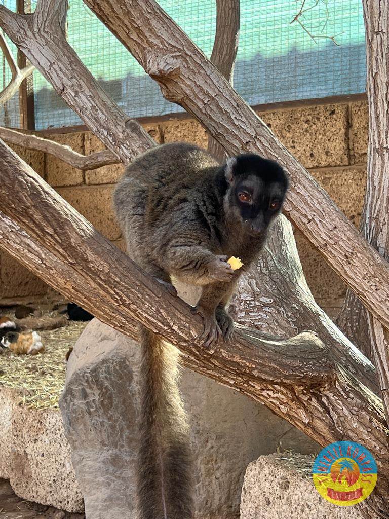 Tenerife Siam, Loro, Monkey park, delfiinid, vaalad